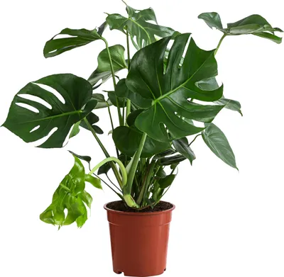 Produktbild von Dehner Fensterblatt-Monstera, geschlitztes Blattwerk, ca. 60-70 cm, Ø Topf 21 cm, Zimmerpflanze