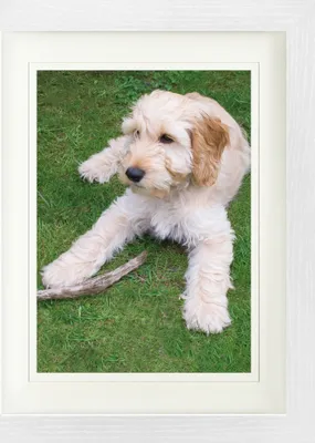 Produktbild von Hunde Gerahmtes Bild Mit Edlem Passepartout | Wand-Bilder | Im Bilderrahmen - Junger Cockapoo Im Gras (40 x 30 cm)
