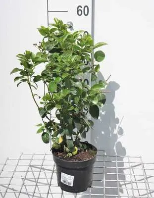 Obrázek produktu pro Viburnum tinus 'Lisa Rose'® - Sněhová koule 25- 30 cm - kontejner