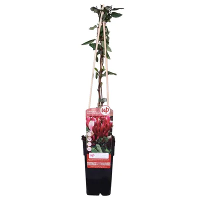 Produktbild von Lonicera Japonica 'Red World' - ↨65Cm - Ø15