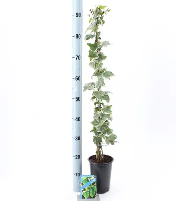 Immagine prodotto di Hedera hel. ‘Glacier’ - Edera | 70+ cm in vaso