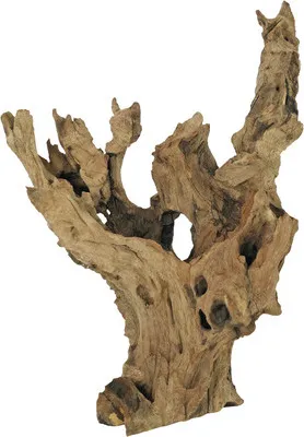 Image de Barico-racine Petite (15-20 cm)