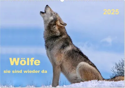 Produktbild von Wölfe - sie sind wieder da (Wandkalender 2025 DIN A2 quer), CALVENDO Monatskalender