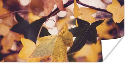 Produktbild von MuchoWow® Poster Blätter - Ahorn - Herbst - Jahreszeiten 40x20 cm - Poster für die Wand - Poster Schlafzimmer