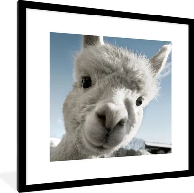 Produktbild von MuchoWow® Gerahmtes Poster Alpaka - Weiß - Tier 40x40 cm - Poster mit Schwarzem Bilderrahmen Wandposter Rahmen Foto Bilder - Poster - Plakat im Rahmen