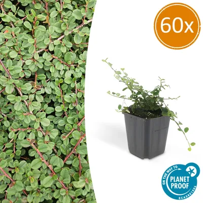 Obrázok produktu pre Pôdopokryvná rastlina – Plazivý skalník – Cotoneaster prostratus 'Queen of Carpets' – 9 cm – Sada 60 rastlín