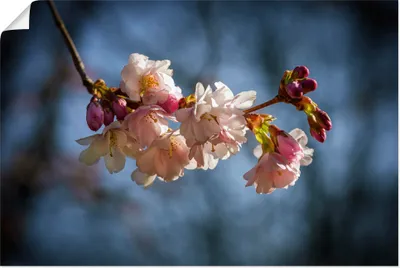 Produktbild von ARTland Poster Kirschblüte im Frühling Größe: 60x40 cm