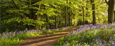 Produktbild von Wallario selbstklebendes Poster - Blaues Hasenglöckchen im Sommerwald, Größe: 80 x 200 cm