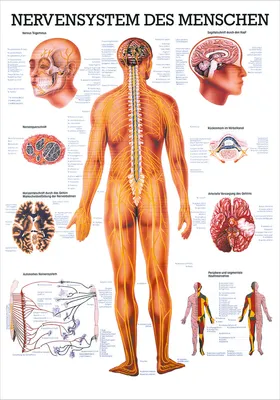 Produktbild von Nervensystem Mini-Poster Anatomie 34x24 cm medizinische Lehrmittel