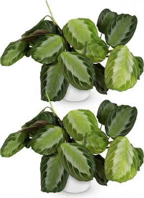 Obrázek produktu pro Maranta Fascinator Silverband, sada 2 ks, rostliny s bílým kvetinácem, prumer