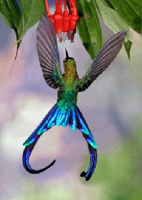 Produktbild von 3 D Ansichtskarte Kolibri, Langschwanzsylphe, Postkarte Wackelkarte Hologrammkarte, Tier Vogel