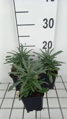 Obrázok produktu pre 6 x Erysimum hybr. 'Fragrant Sunshine' - Verbena - kvetináč 9 x 9 cm