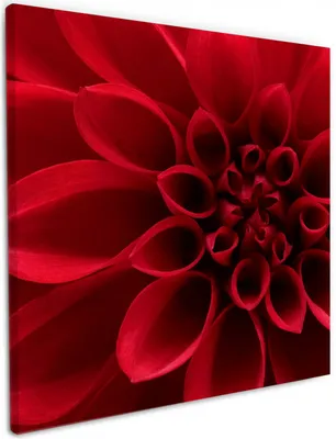 Produktbild von Wallario Premium Leinwandbild Rote Dahlienblüte in Nahaufnahme in Größe 50 x 50 cm