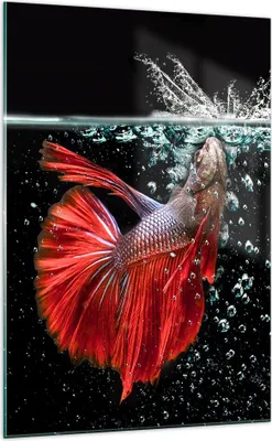 Produktbild von Bilder auf glas - Einteilig - Fisch Wasser Natur - 70x100cm - Glasbilder - Wandbilder - Bilder - zum Aufhängen bereit - Wanddekoration aus Glas - Glas Bilder - Wandbild auf Glas - GPA70x100-3492