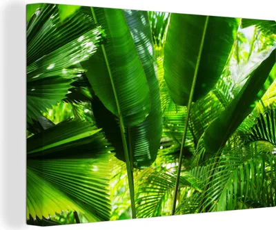 Produktbild von OneMillionCanvasses® - Leinwandbilder - 140x90 cm, Tropische Blätter im Dschungel Fotodruck, Wandbilder Kunstdruck Wanddekoration - Foto auf Leinwand - Gemälde auf Holzrahmen