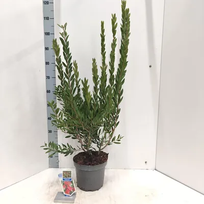 Immagine prodotto di Callistemon viminalis INFERNO ('Yanferno'PBR) - Callistemon | 90-100 cm in vaso