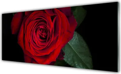 Produktbild von Glasbilder 125x50 Wandbild Druck auf Glas Rose Pflanzen