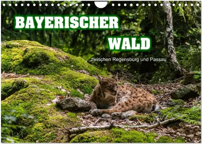 Produktbild von Bayerischer Wald (Wandkalender 2025 DIN A4 quer), CALVENDO Monatskalender