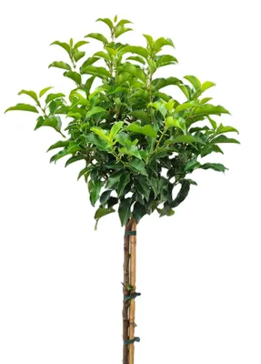 Image de Laurier noble du Portugal 'Prunus Brenelia' Haute tige 80 - 100 cm
