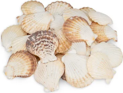 Produktbild von Pecten radula, 0,5 kg, ca. 5-7 cm, ca. 20-25 Stk. | Decatopecten radula | Kammmuschel