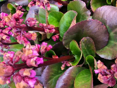 Immagine prodotto di 6 x Bergenia 'Rosi Klose' - pianta di ciabattino in vaso 9x9 cm