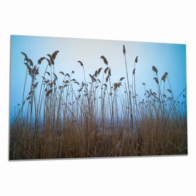 Produktbild von Wallario Herdabdeckplatte aus Glas, Größe 80 x 52 cm 1-teilig, Motiv Schilfrohr am See vor blauem Himmel