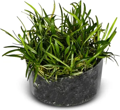 Zdjęcie produktu dla Eco Plant Echinodorus Tenellus - roślina invitro 5 sztuk Eco Plant