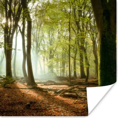 Produktbild von MuchoWow® Poster Wald - Sonne - Jahreszeiten - Landschaft 75x75 cm - Wand Dekoration