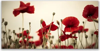 Produktbild von Tulup Leinwand-Bilder 140x70 Wandbild Canvas Kunstdruck Mohnblumen Pflanzen