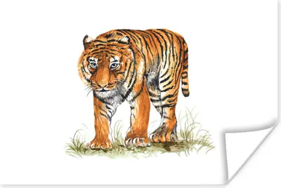 Produktbild von MuchoWow® Poster Tiger - Gras - Bild 30x20 cm - Plakate - Print