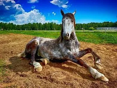 Immagine prodotto di Pferd - 500 Teile (Puzzle)