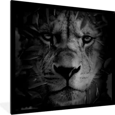 Produktbild von MuchoWow® Gerahmtes Poster Tiere - Löwe - Natur - Schwarz - Weiß 40x40 cm - Poster mit Schwarzem Bilderrahmen Wandposter Rahmen Foto Bilder - Mit Rahmen - Wanddekoration Schlafzimmer