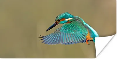 Produktbild von MuchoWow® Poster Eisvogel - Himmel - Farbenfroh 120x60 cm - Bild