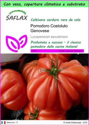 Immagine prodotto di SAFLAX Garden to go - Pomodoro Costoluto Genovese - 10 semi - Lycopersicon