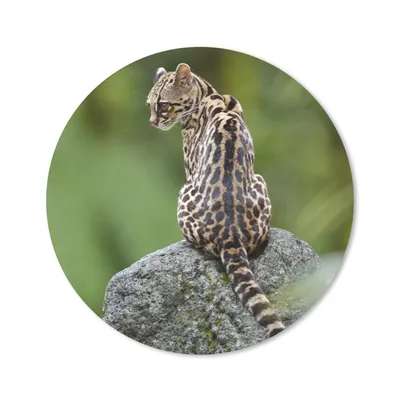 Produktbild von MuchoWow® Mauspad Mousepad Baumkatze auf Stein 30x30 cm - Mousepads - Maus Mat - Pad - Mausunterlage - Tischunterlage - Schreibtischmatten