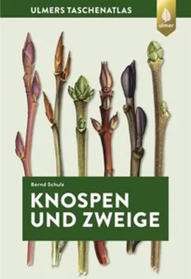Produktbild von Knospen und Zweige