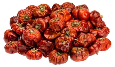 Getrocknete Solanum Früchte in Kürbisform als Haufen