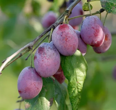 Produktbild von wunderschöne Königin Viktoria Pflaume Pflaumenbaum Obstbaum Busch 2-jährig Busch
