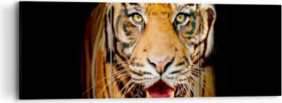 Produktbild von Bild auf Leinwand - Leinwandbild - tiger tier - 90x30cm - Wand Bild - Wanddeko - Wandbilder - Leinwanddruck - Bilder - Kunstdruck - Wanddekoration - Leinwand bilder - Wandkunst - CA90x30-4103