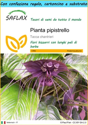 Immagine prodotto di SAFLAX Set regalo - Pianta pipistrello - 10 semi - Tacca