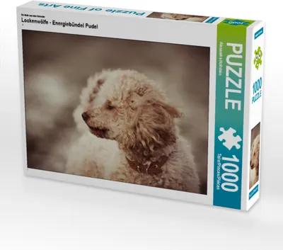Produktbild von CALVENDO Puzzle Ein Motiv aus dem Kalender Lockenwölfe - Energiebündel Pudel 1000 Teile Puzzle quer | 1000 Teile Lege-Größe 64x48cm Foto-Puzzle für glückliche Stunden
