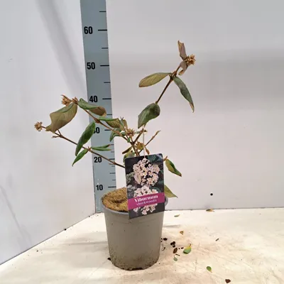 Zdjęcie produktu dla Viburnum burkwoodii – kalina wielkokwiatowa | 30–40 cm w doniczce