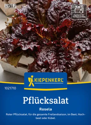 Artikelbild 2 von 'Pflücksalat Rosela' aus der Kategorie Pflücksalatsamen