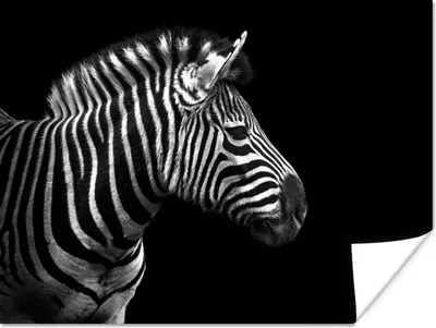Produktbild von MuchoWow® Poster Zebra - Schwarz - Weiß - Porträt - Tiere 120x90 cm - Wandbild