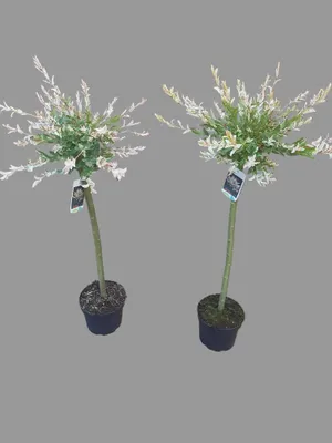 Produktbild von 2x Harlekinweide Hakuro Nishiki 110–120 cm – winterhartes Stämmchen mit 60 cm Stammhöhe – Salix integra