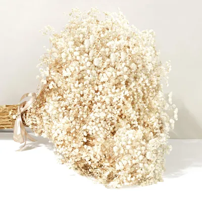 Trockenblumen Gypsophila 43 cm, 7000+ Blüten, elfenbeinfarben