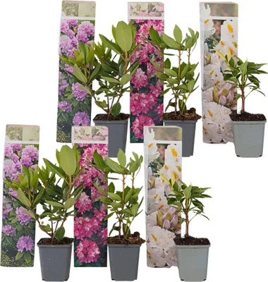 Produktbild von Rhododendren - 6 Stk - Rhododendron catawbiense - Höhe 25-40cm - ⌀9cm