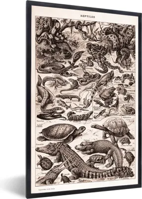 Produktbild von MuchoWow® Gerahmtes Poster Reptilien - Tiere - Schwarz - Weiß 60x90 cm - Poster mit Schwarzem Bilderrahmen Wandposter Rahmen Foto Bilder - Kunst