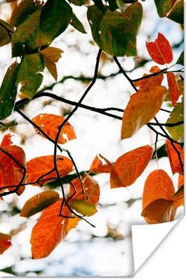 Produktbild von MuchoWow® Poster Herbst - Blätter - Landleben - Jahreszeiten 20x30 cm - Papierdruck