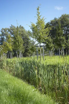 Produktbild von Kiepenkerl RSM 7.3.1 Landschaftsrasen Feuchtlagen 10 kg